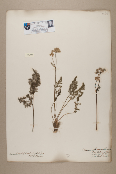 image NHM_HH_21.69-2010