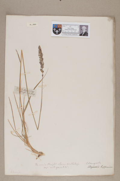 NHM_HH_35.64-2010 image NHM_HH_35.64-2010