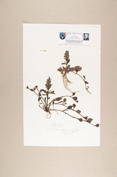 NHM_HH_23.49-2010 image NHM_HH_23.49-2010