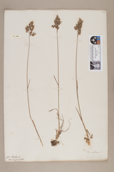 NHM_HH_37.19-2010 image NHM_HH_37.19-2010