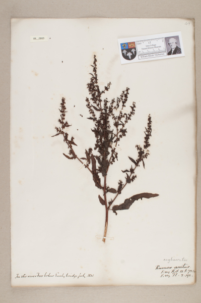 NHM_HH_8.69-2010 image NHM_HH_8.69-2010