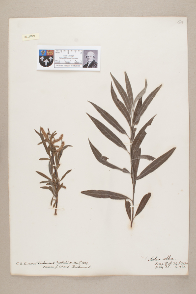 NHM_HH_10.79-2010 image NHM_HH_10.79-2010