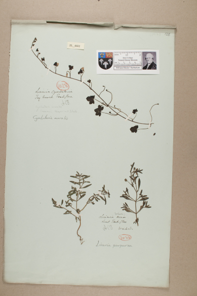 NHM_HH_25.22-2010 image NHM_HH_25.22-2010