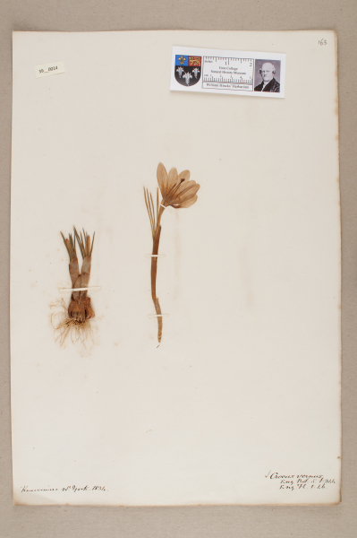 NHM_HH_39.14-2010 image NHM_HH_39.14-2010