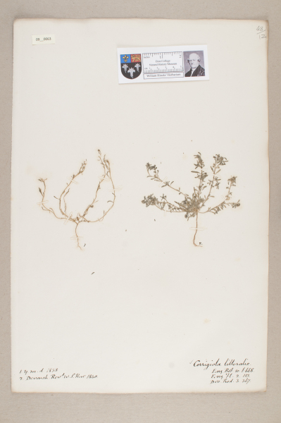 NHM_HH_9.63-2010 image NHM_HH_9.63-2010