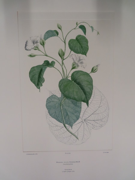 FDA-E.2916_29_23-2016-A image FDA-E.2916_29_23-2016-A