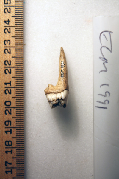 ECM.1991-2010-B image ECM.1991-2010-B