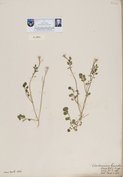 NHM_HH_11.51-2010 image NHM_HH_11.51-2010