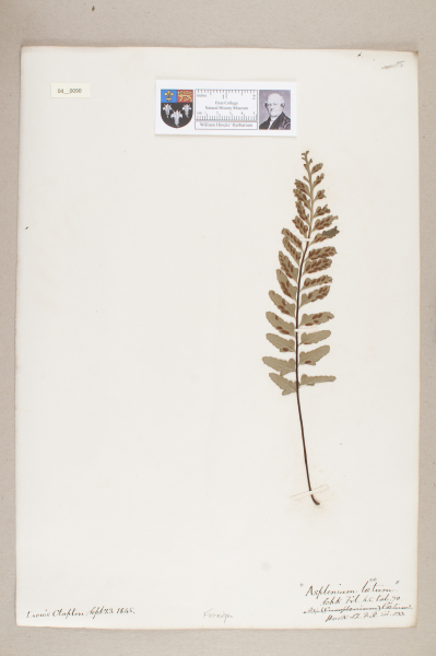 NHM_HH_4.90-2010 image NHM_HH_4.90-2010