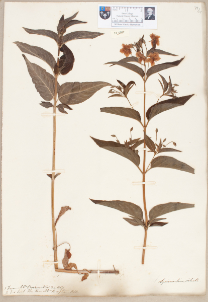 NHM_HH_12.52-2010 image NHM_HH_12.52-2010