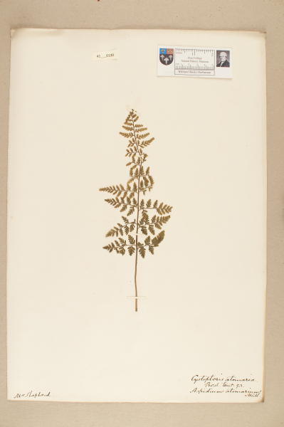 NHM_HH_41.130-2010 image NHM_HH_41.130-2010