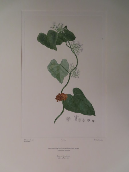 image FDA-E.2916_10_26-2016