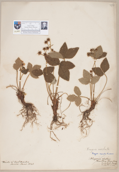 NHM_HH_13.61-2010 image NHM_HH_13.61-2010