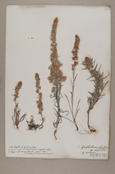 NHM_HH_28.79-2010 image NHM_HH_28.79-2010