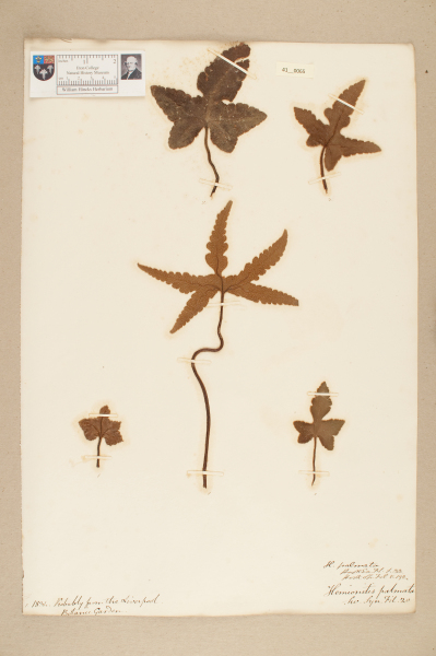 NHM_HH_41.65-2010 image NHM_HH_41.65-2010