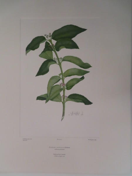 image FDA-E.2916_12_8-2016