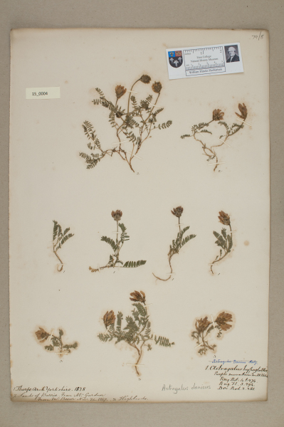 NHM_HH_15.4-2010 image NHM_HH_15.4-2010