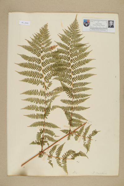 image NHM_HH_42.155-2010