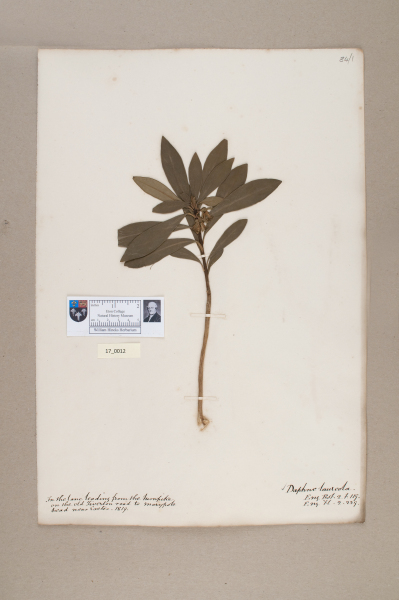 NHM_HH_17.12-2010 image NHM_HH_17.12-2010