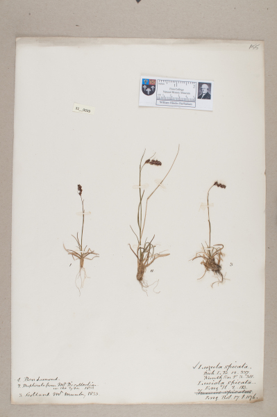 NHM_HH_31.39-2010 image NHM_HH_31.39-2010