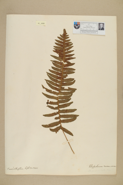 image NHM_HH_42.98-2010