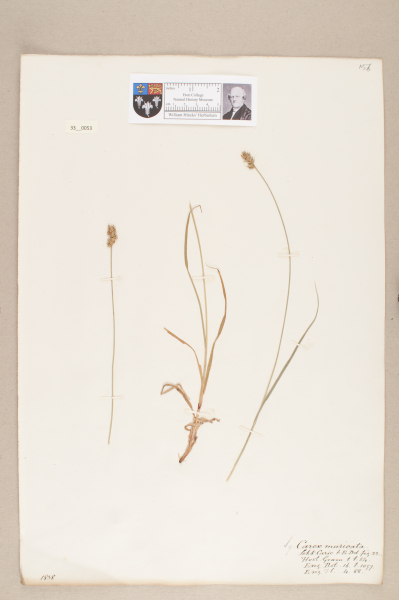 NHM_HH_33.53-2010 image NHM_HH_33.53-2010