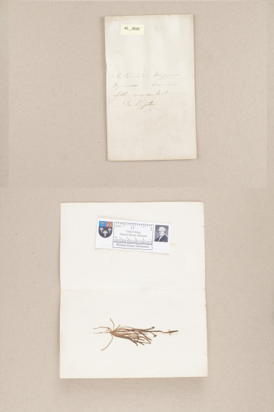 NHM_HH_45.28-2010 image NHM_HH_45.28-2010