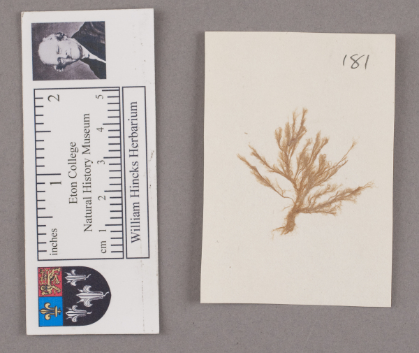 NHM_HH_1.181-2010 image NHM_HH_1.181-2010