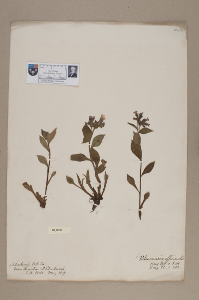 NHM_HH_20.37-2010 image NHM_HH_20.37-2010