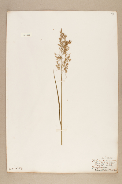 image NHM_HH_34.6-2010