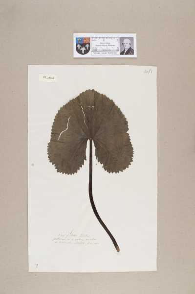 NHM_HH_7.10-2010 image NHM_HH_7.10-2010