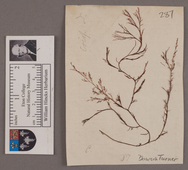 NHM_HH_1.287-2010 image NHM_HH_1.287-2010