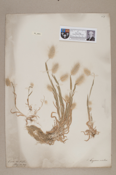 NHM_HH_35.73-2010 image NHM_HH_35.73-2010