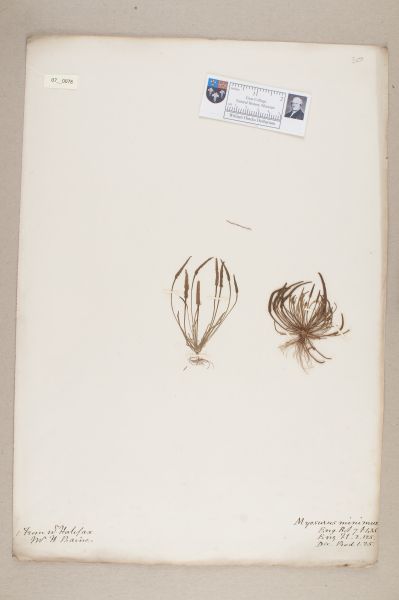 NHM_HH_7.78-2010 image NHM_HH_7.78-2010