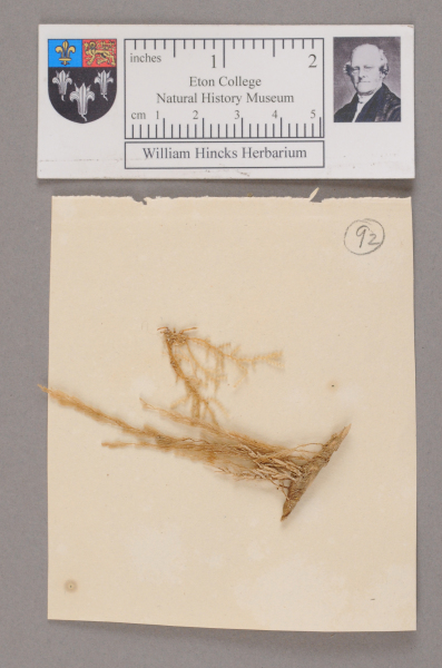 NHM_HH_1.92-2010 image NHM_HH_1.92-2010