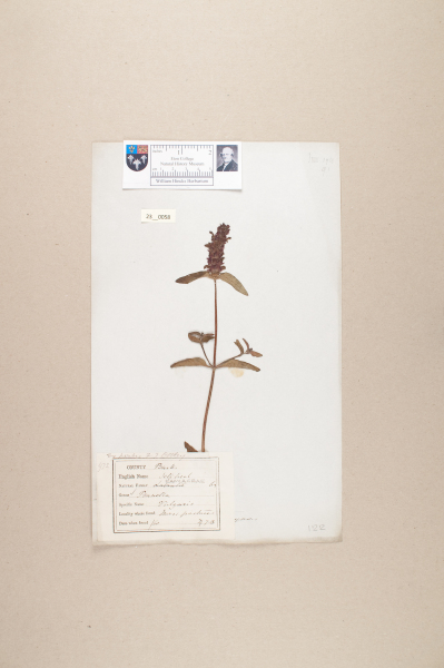 NHM_HH_23.58-2010 image NHM_HH_23.58-2010