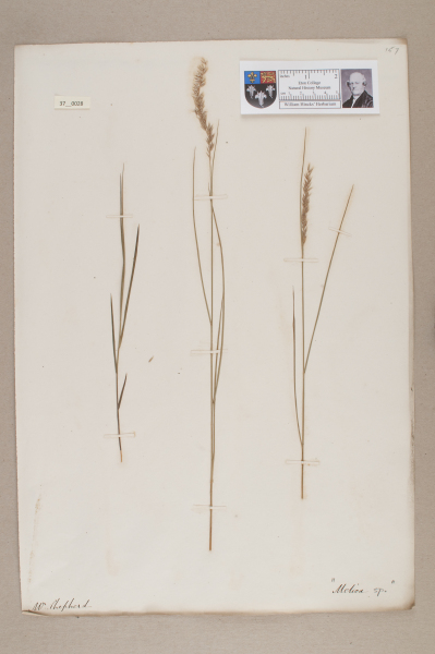 NHM_HH_37.28-2010 image NHM_HH_37.28-2010