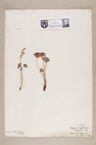 NHM_HH_8.78-2010 image NHM_HH_8.78-2010