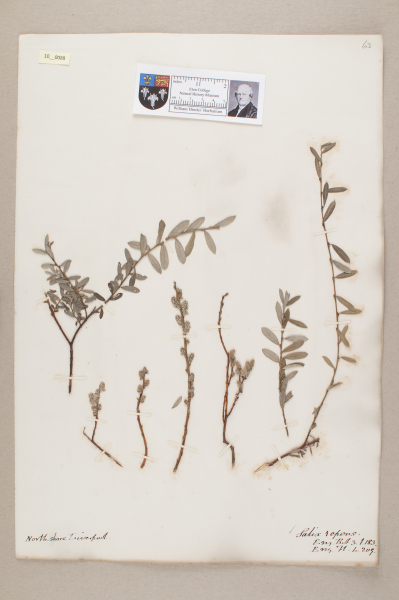 NHM_HH_10.88-2010 image NHM_HH_10.88-2010