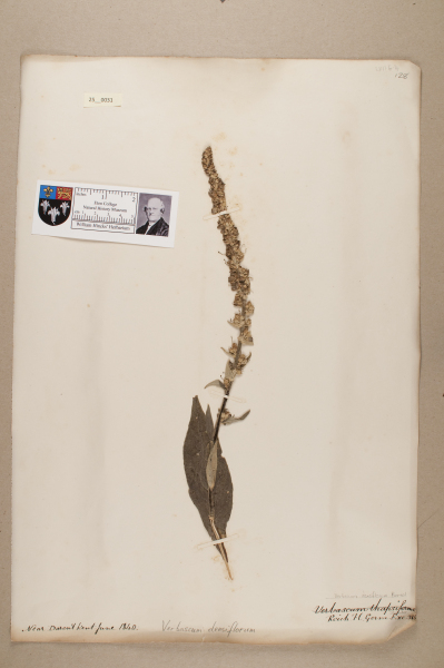 NHM_HH_25.31-2010 image NHM_HH_25.31-2010