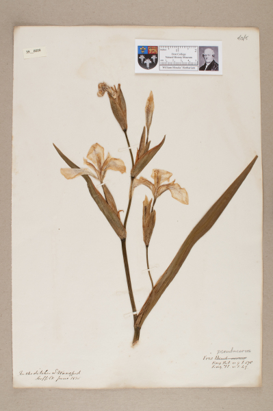 NHM_HH_39.9-2010 image NHM_HH_39.9-2010