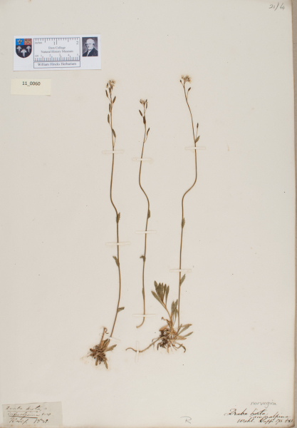 NHM_HH_11.60-2010 image NHM_HH_11.60-2010