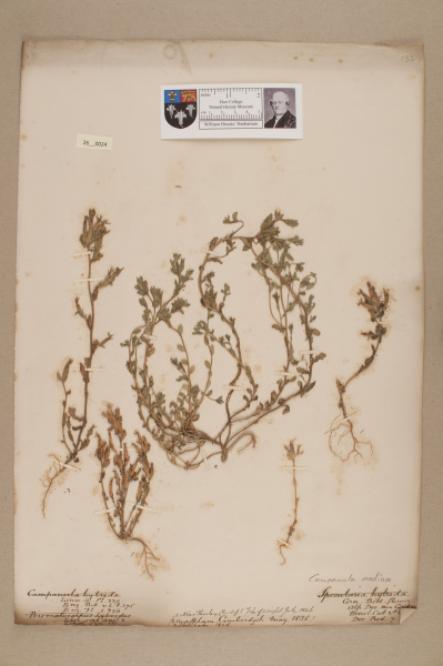 NHM_HH_26.24-2010 image NHM_HH_26.24-2010