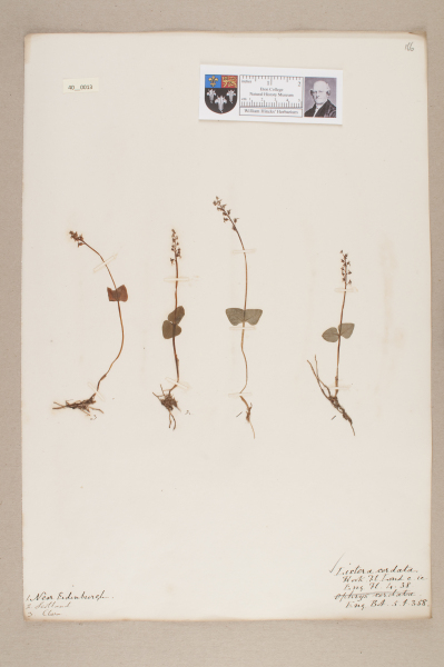 NHM_HH_40.13-2010 image NHM_HH_40.13-2010