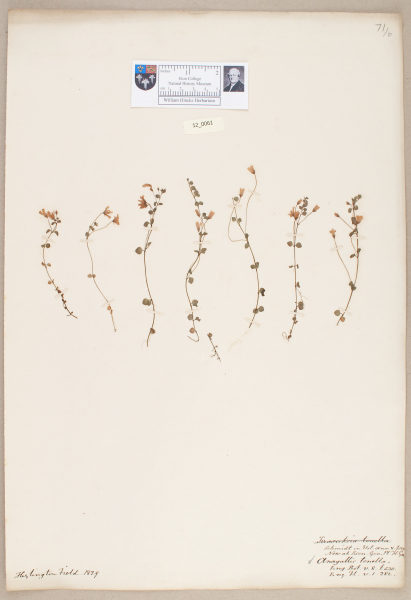 NHM_HH_12.61-2010 image NHM_HH_12.61-2010