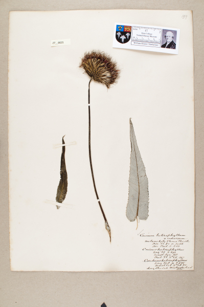 NHM_HH_27.25-2010 image NHM_HH_27.25-2010