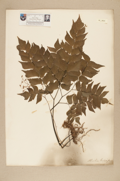 NHM_HH_41.14-2010 image NHM_HH_41.14-2010