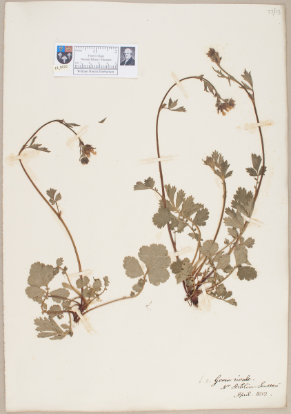 NHM_HH_13.70-2010 image NHM_HH_13.70-2010