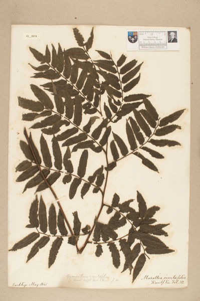 NHM_HH_41.74-2010 image NHM_HH_41.74-2010