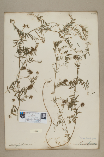 NHM_HH_15.49-2010 image NHM_HH_15.49-2010